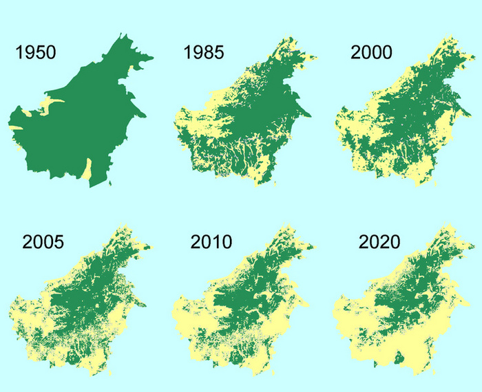 Deforestation in Borneo